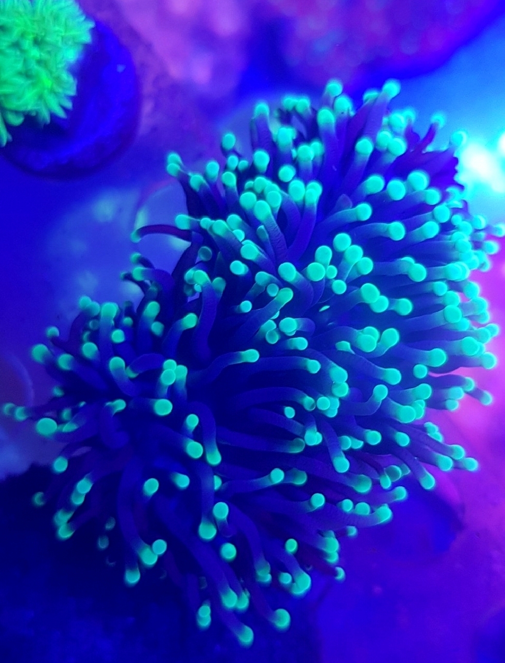 Yellow tip Torch Coralz