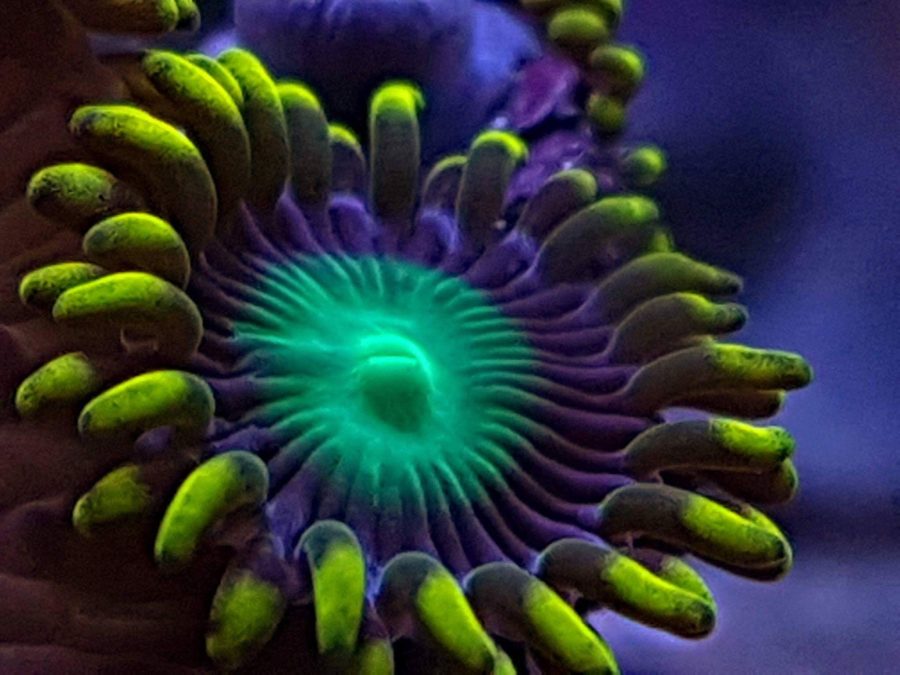 Radioactive Dragon Eyes Zoa – Coralz